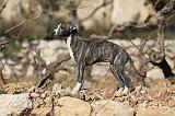 WHIPPET 153